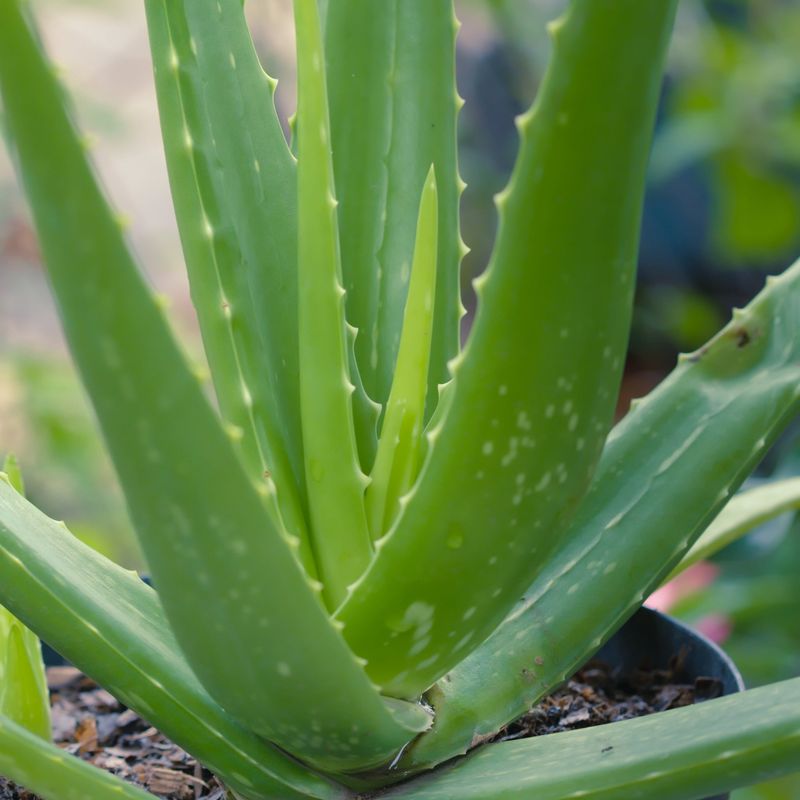 Aloe Vera