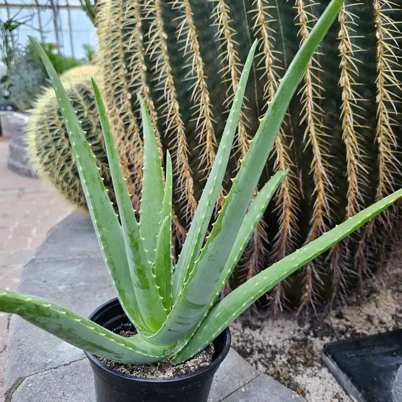Aloe Vera