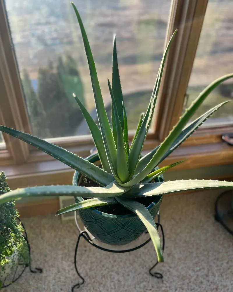 Aloe Vera