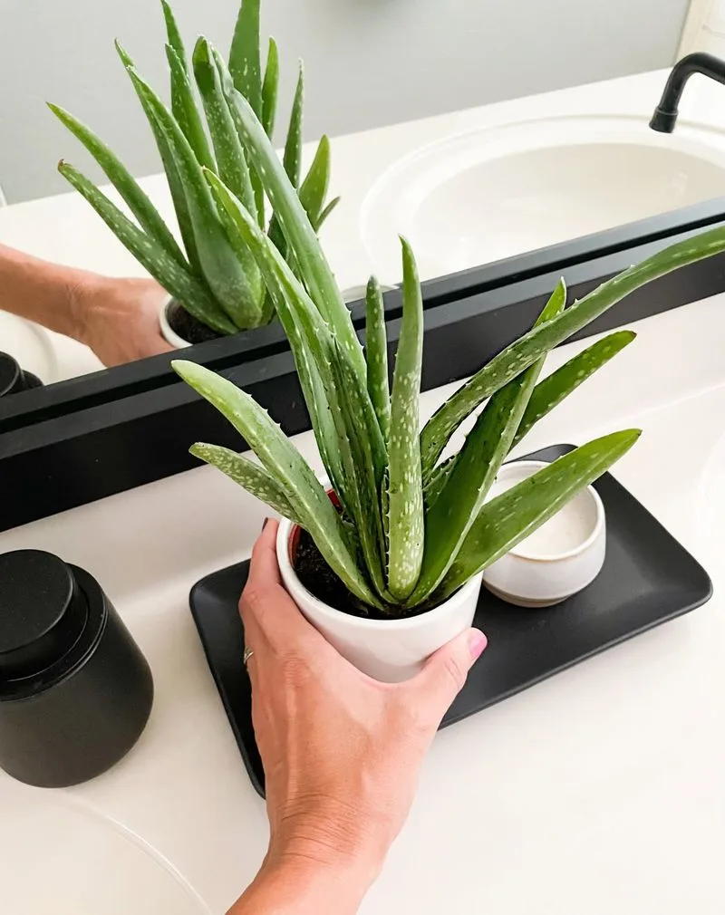 Aloe Vera