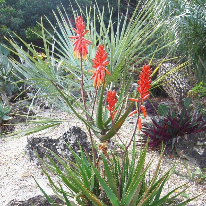 Aloe Vera's Healing Bond
