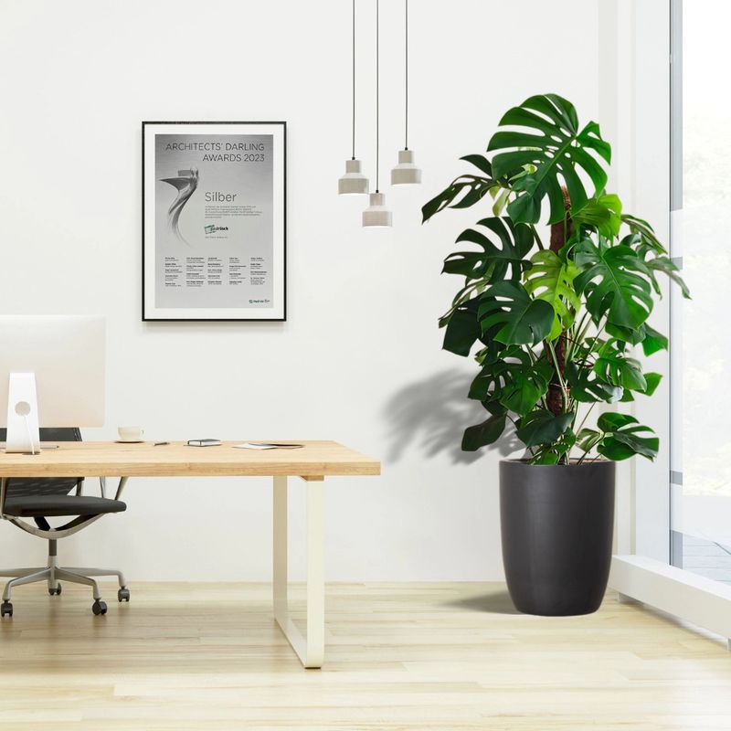 Monstera Deliciosa