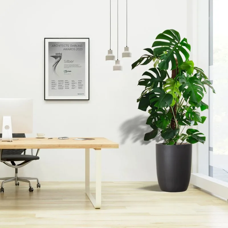 Monstera Deliciosa