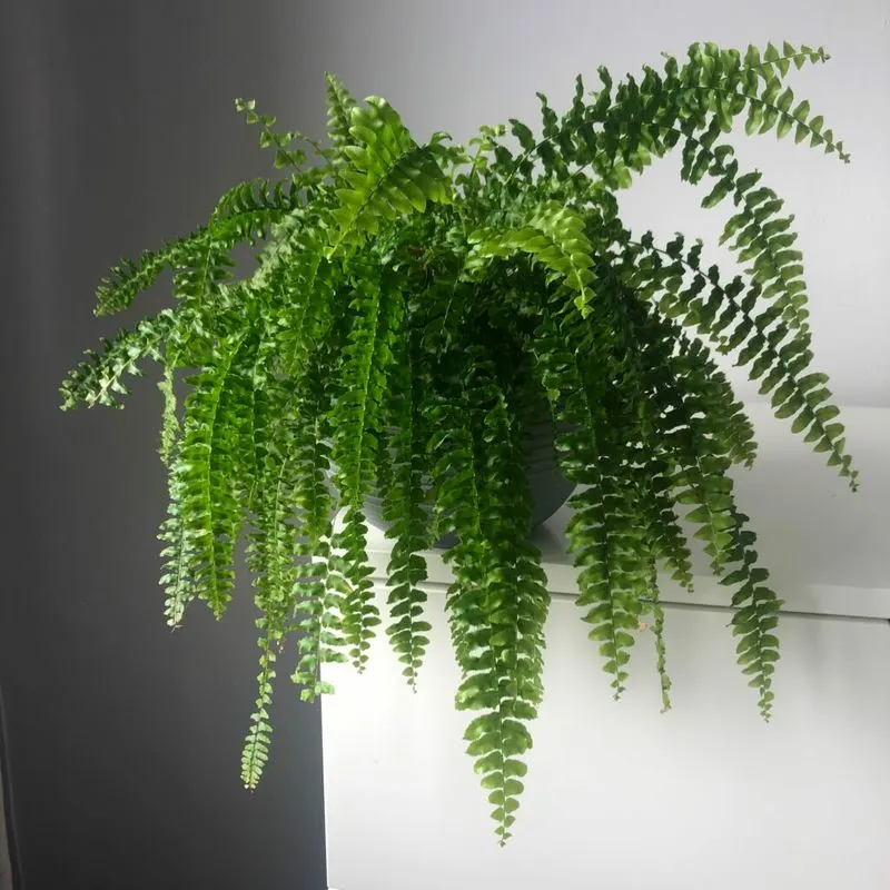 Boston Fern