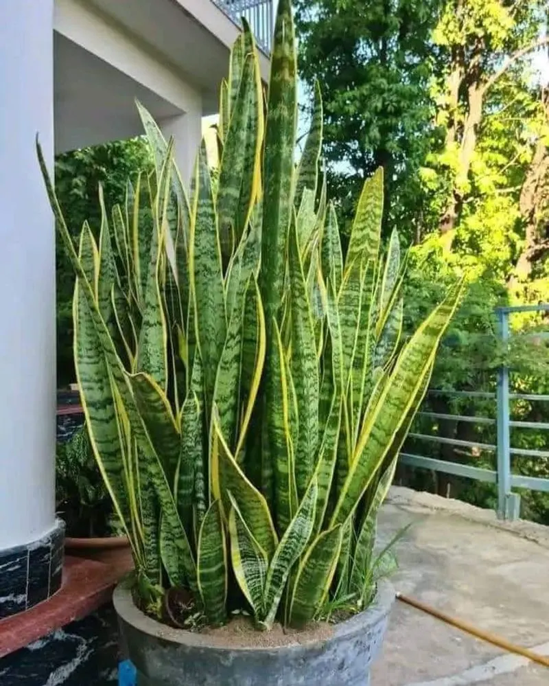 Snake Plant