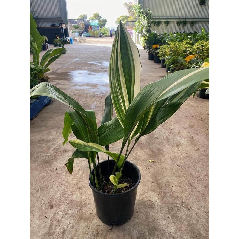 Cast Iron Plant