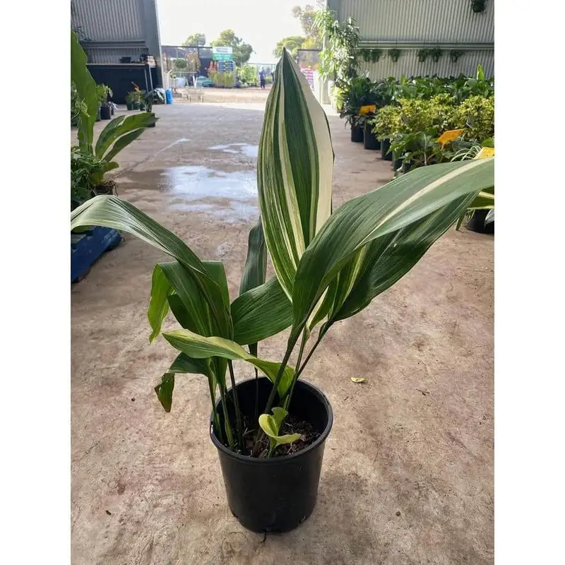 Cast Iron Plant