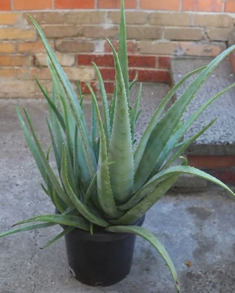 Aloe Vera