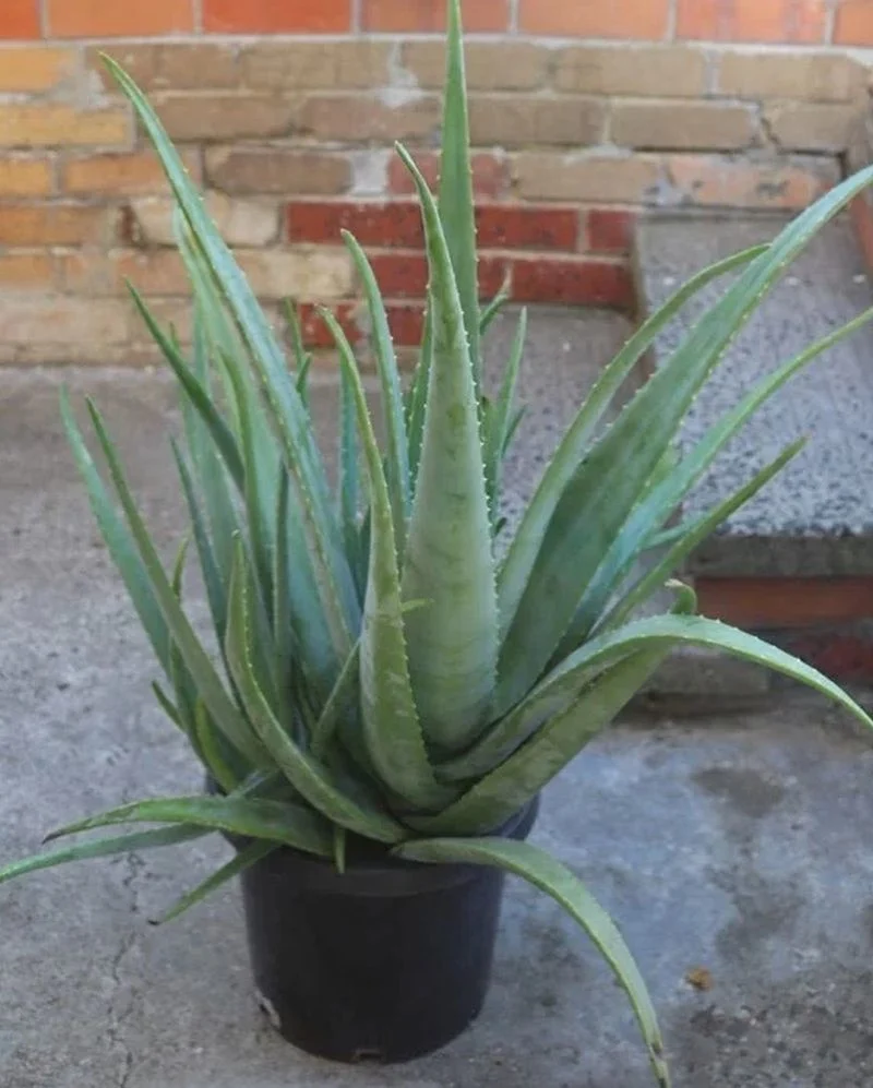 Aloe Vera