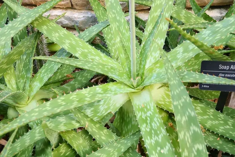 Aloe Vera