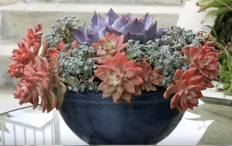 Echeveria