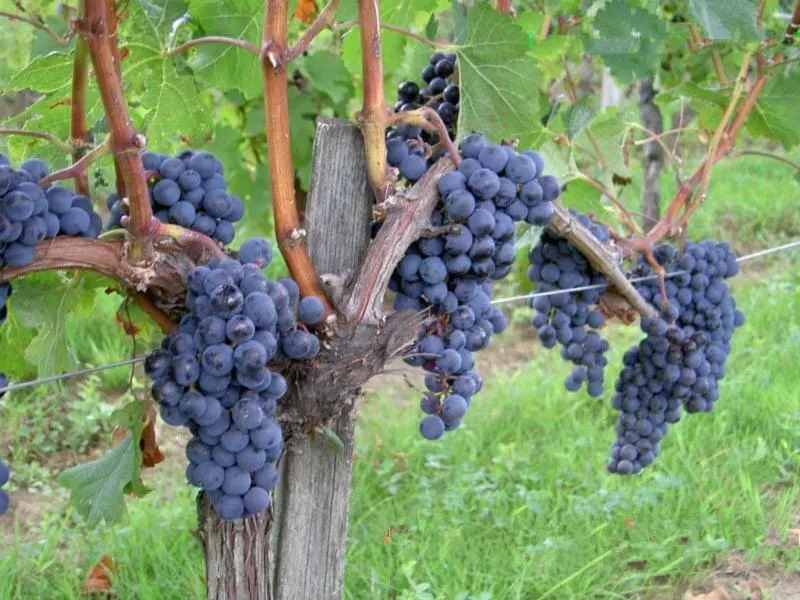 Vine