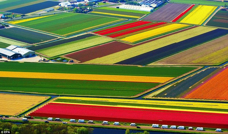 Dutch Flower Fields