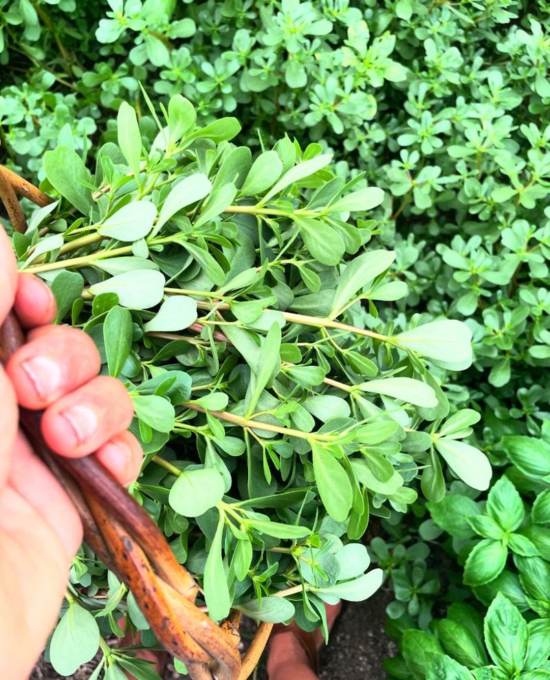 Purslane