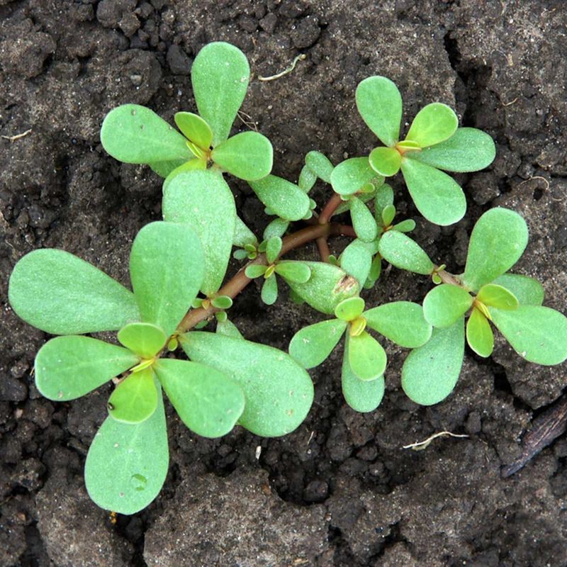 Purslane