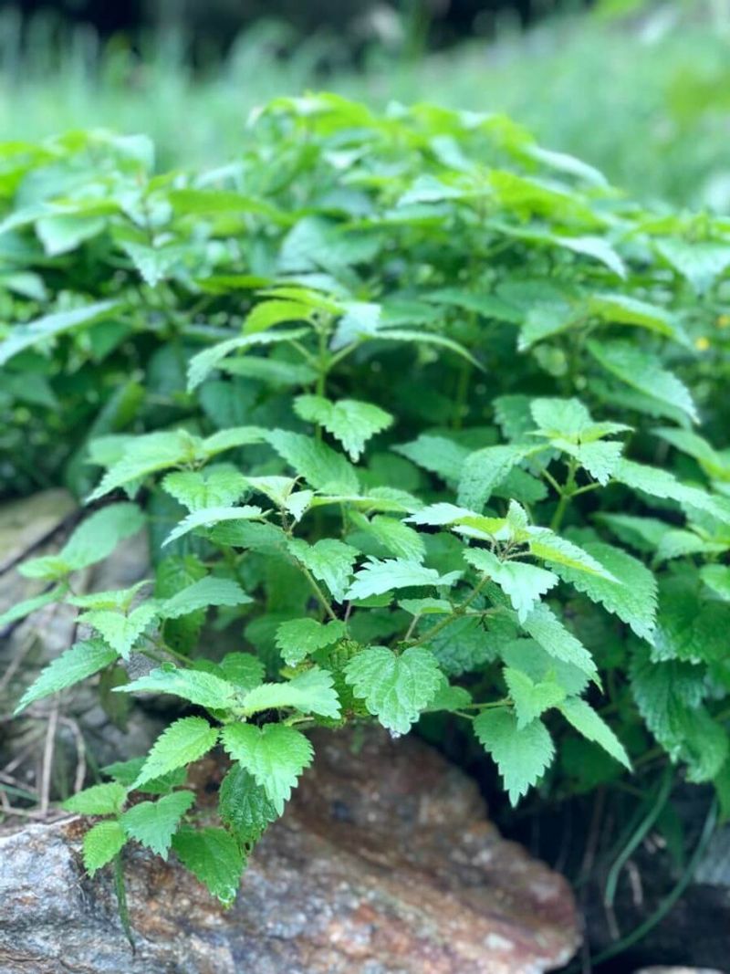 Nettle