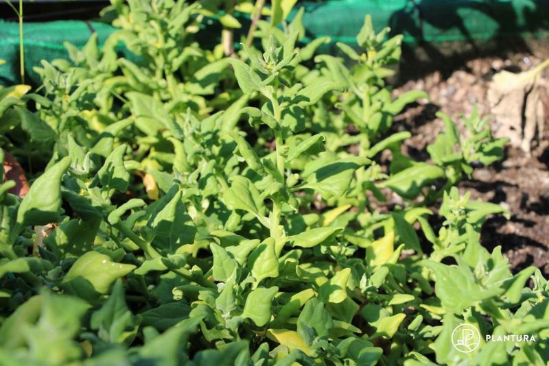 New Zealand Spinach