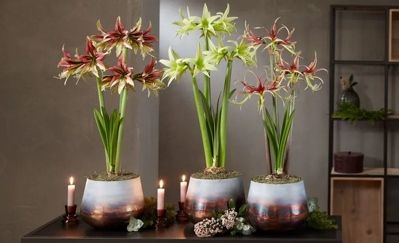Amaryllis