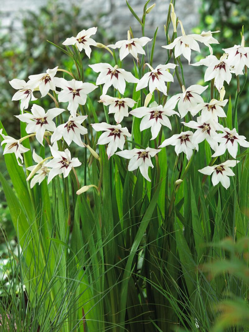 Acidanthera