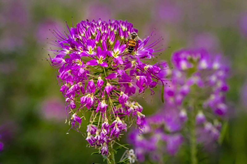 Rocky Mountain Bee Plant