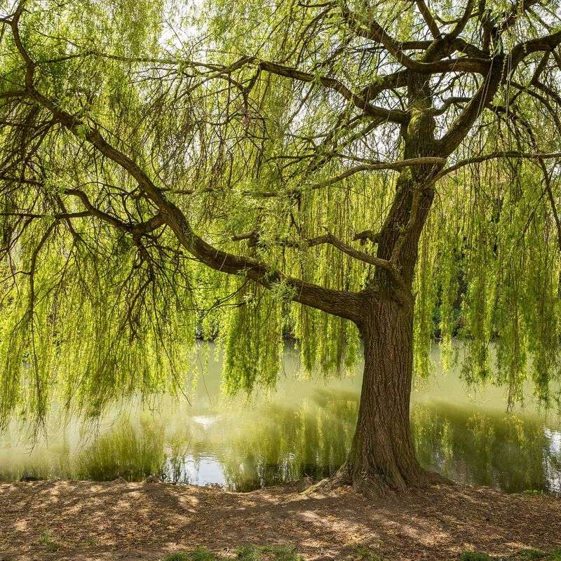 Weeping Willow