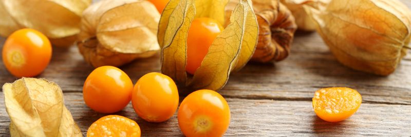 Ground Cherry