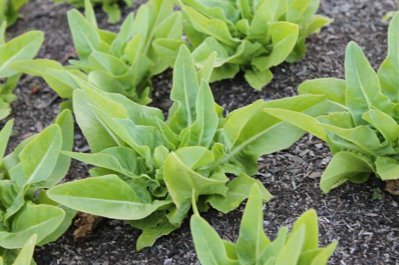 Amish Deer Tongue Lettuce