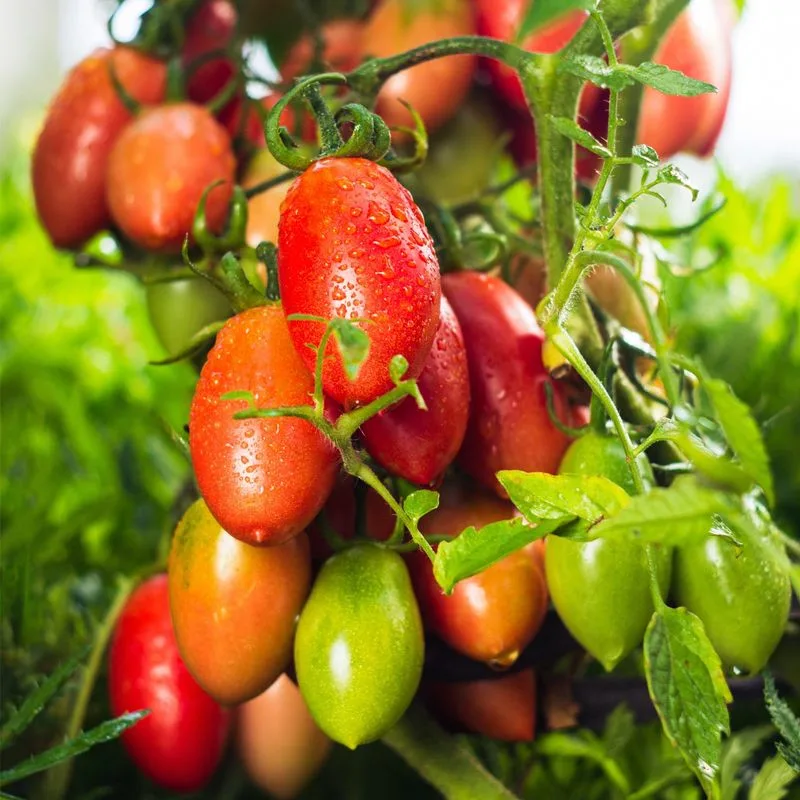 Amish Paste Tomato