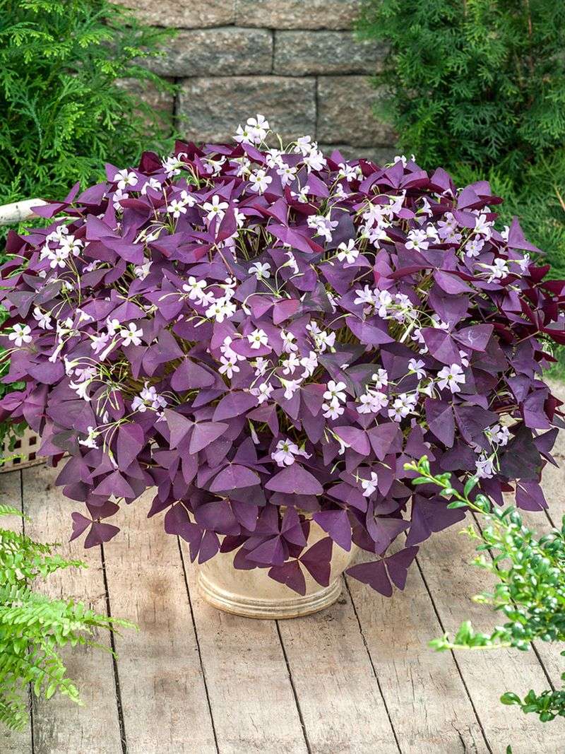 Oxalis