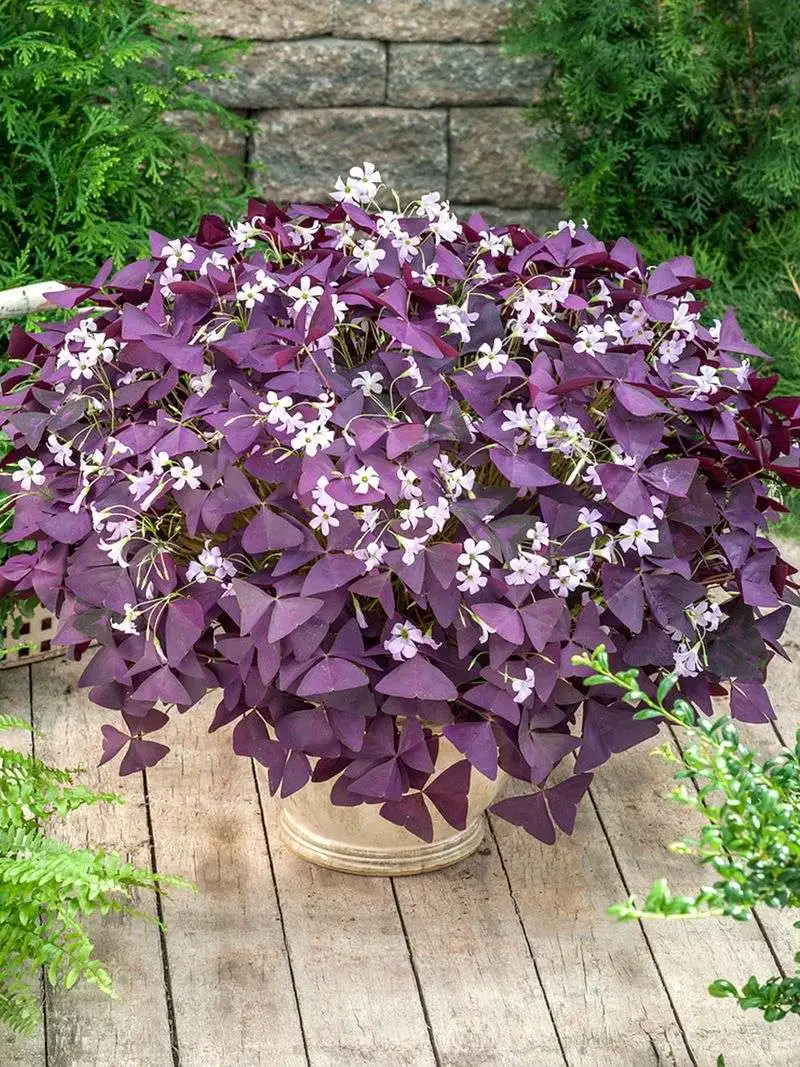Oxalis