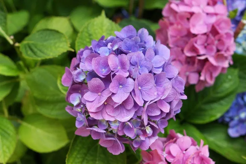 Hydrangea