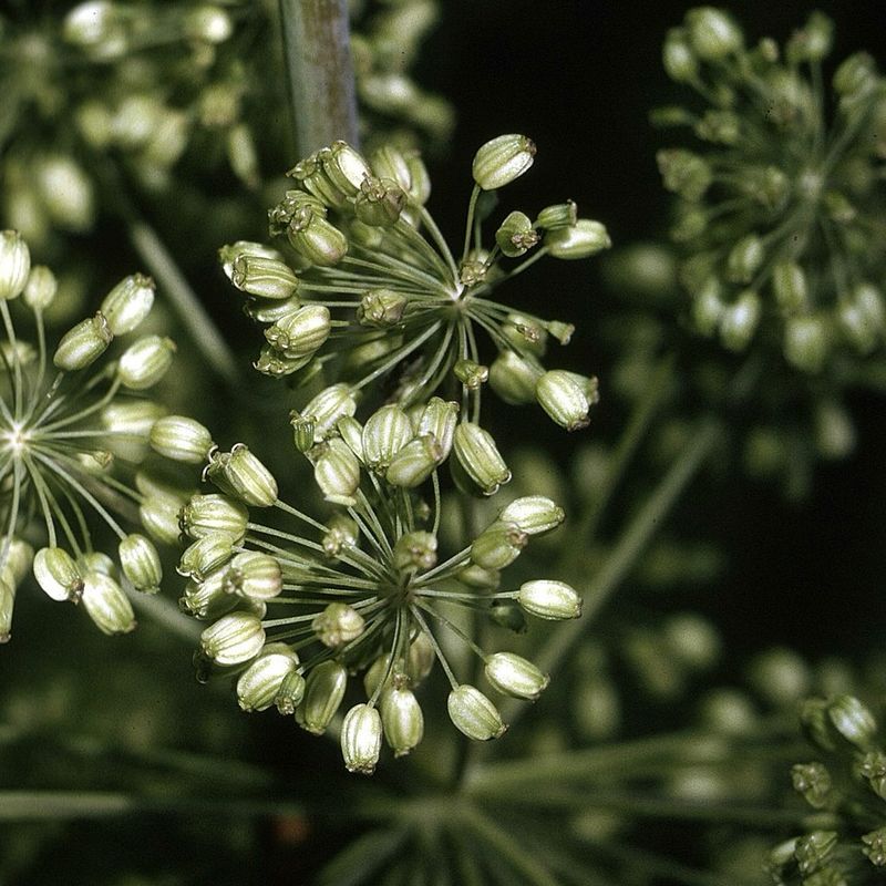 Angelica
