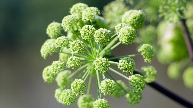 Angelica