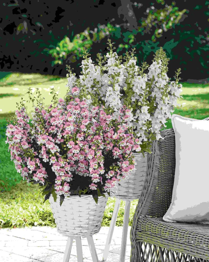 Angelonia