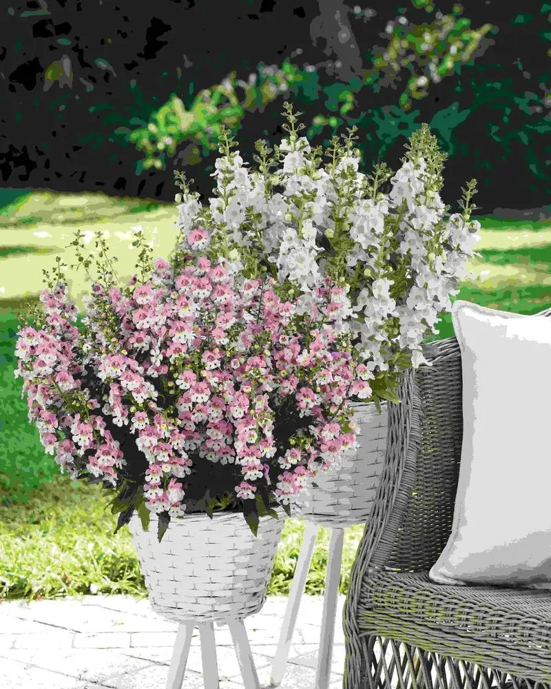 Angelonia