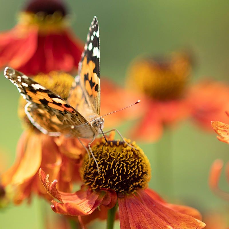 Helenium