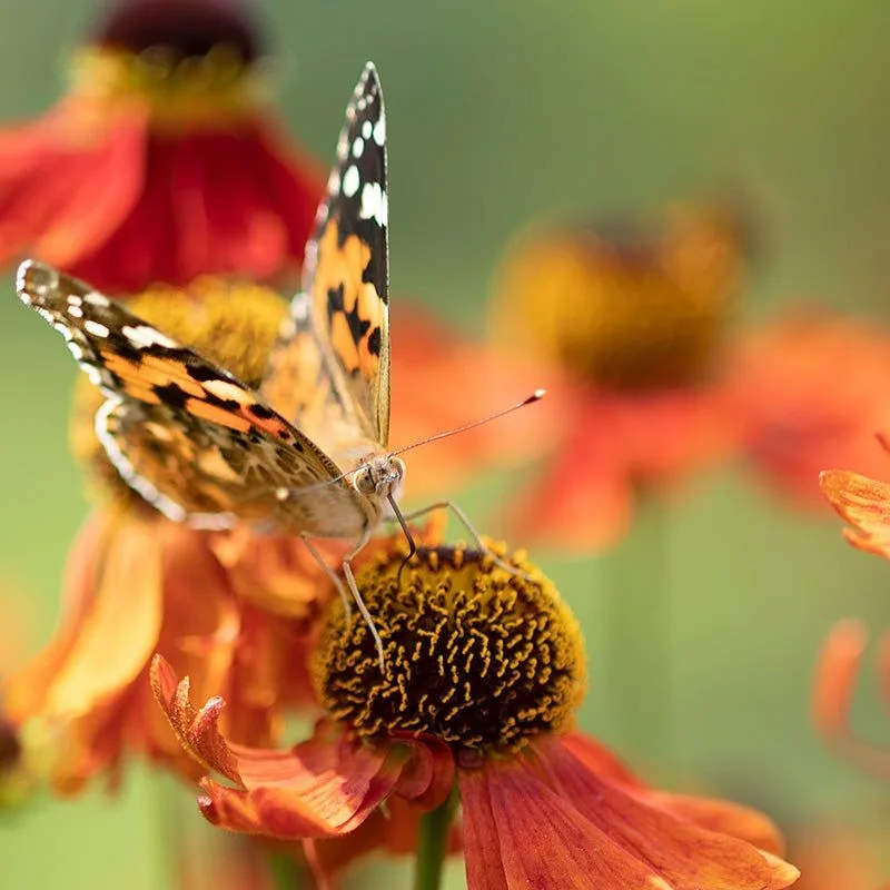 Helenium