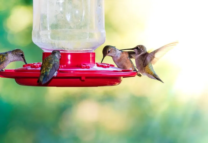 Bird Feeder Supplement