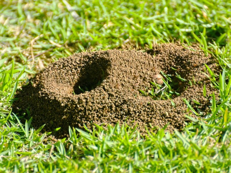 Ant Colonies