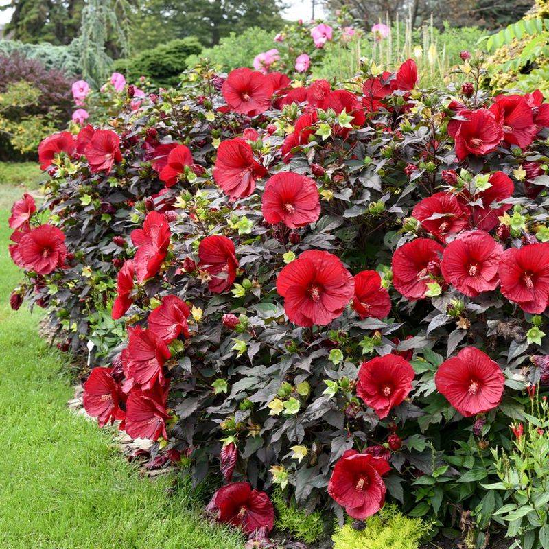 Hibiscus