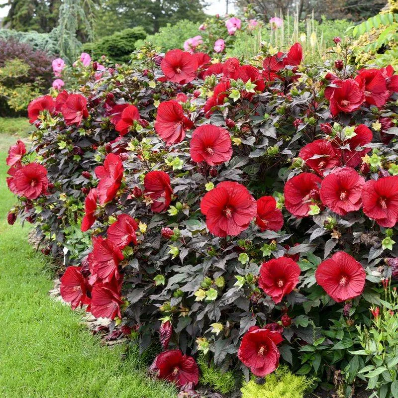 Hibiscus