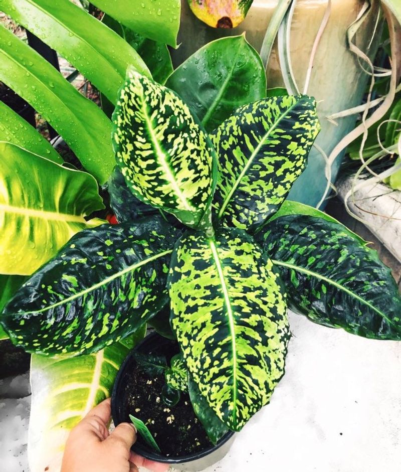 Dumb Cane
