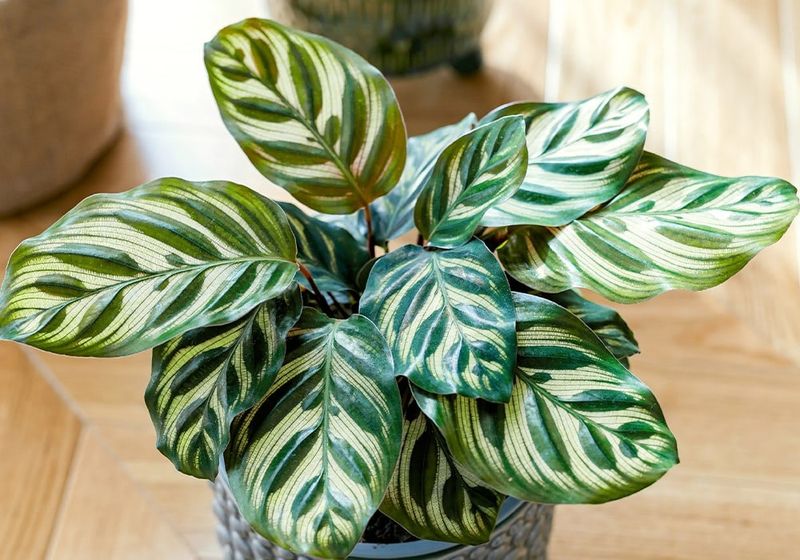 Calathea