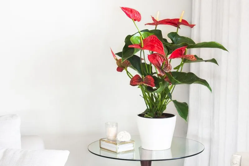 Anthurium