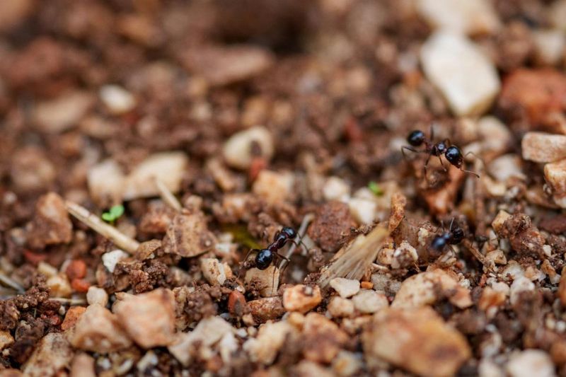 Ants