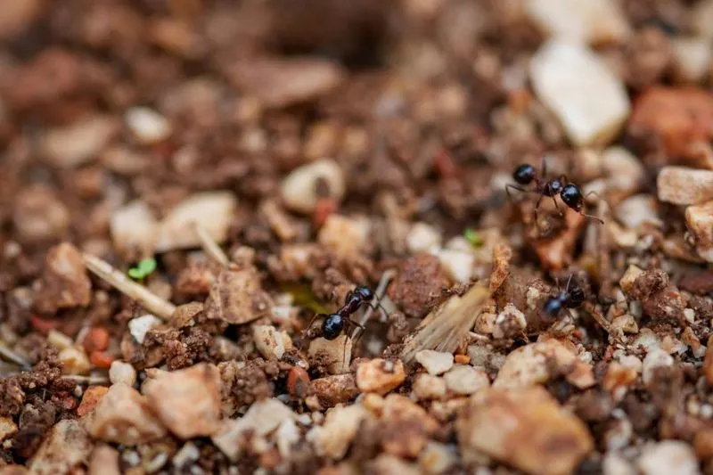Ants
