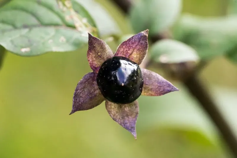 Appearance of Belladonna
