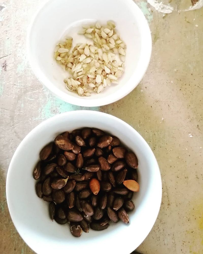 Apple Seeds
