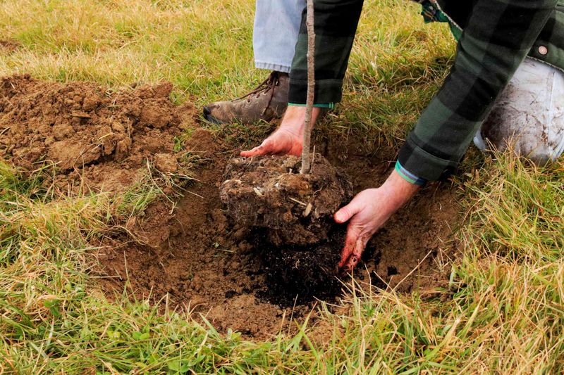 Transplanting Shrubs in Summer