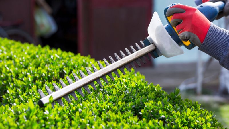 Trimming Hedges in Winter